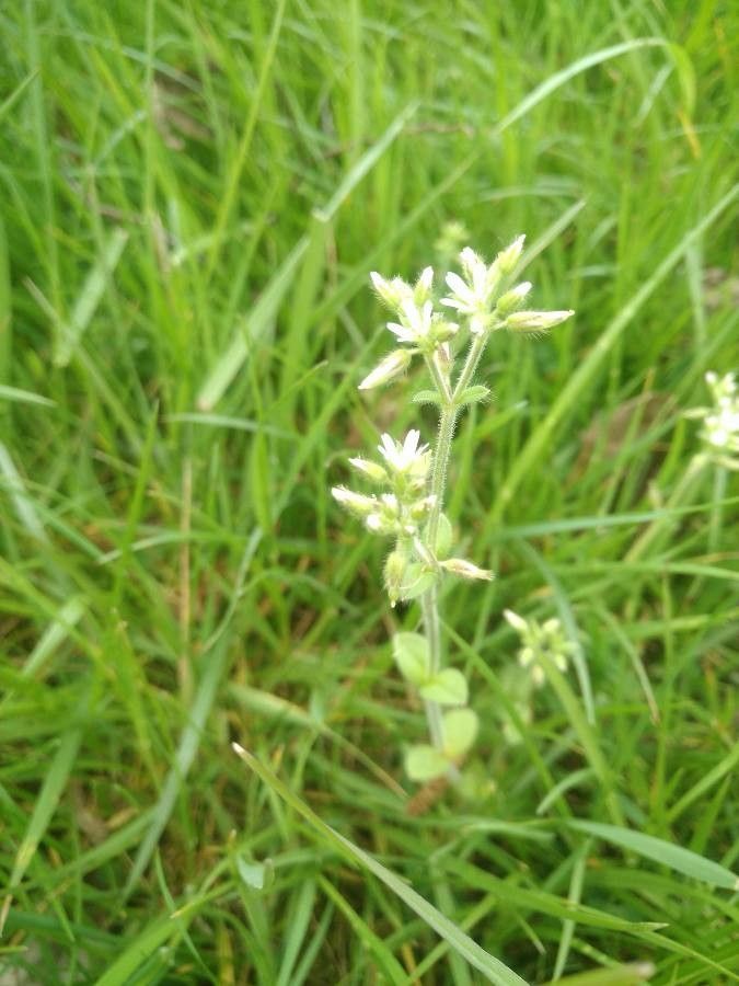 Cerastium diffusum bark