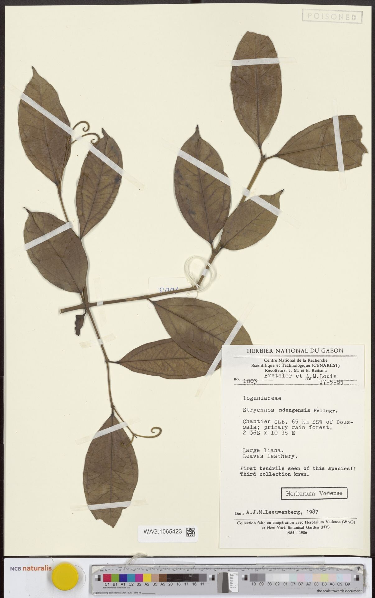 Strychnos ndengensis — houseplant care guide