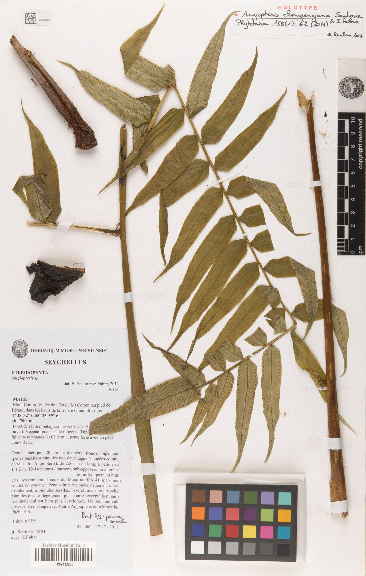 Angiopteris chongsengiana — related species from the same genus