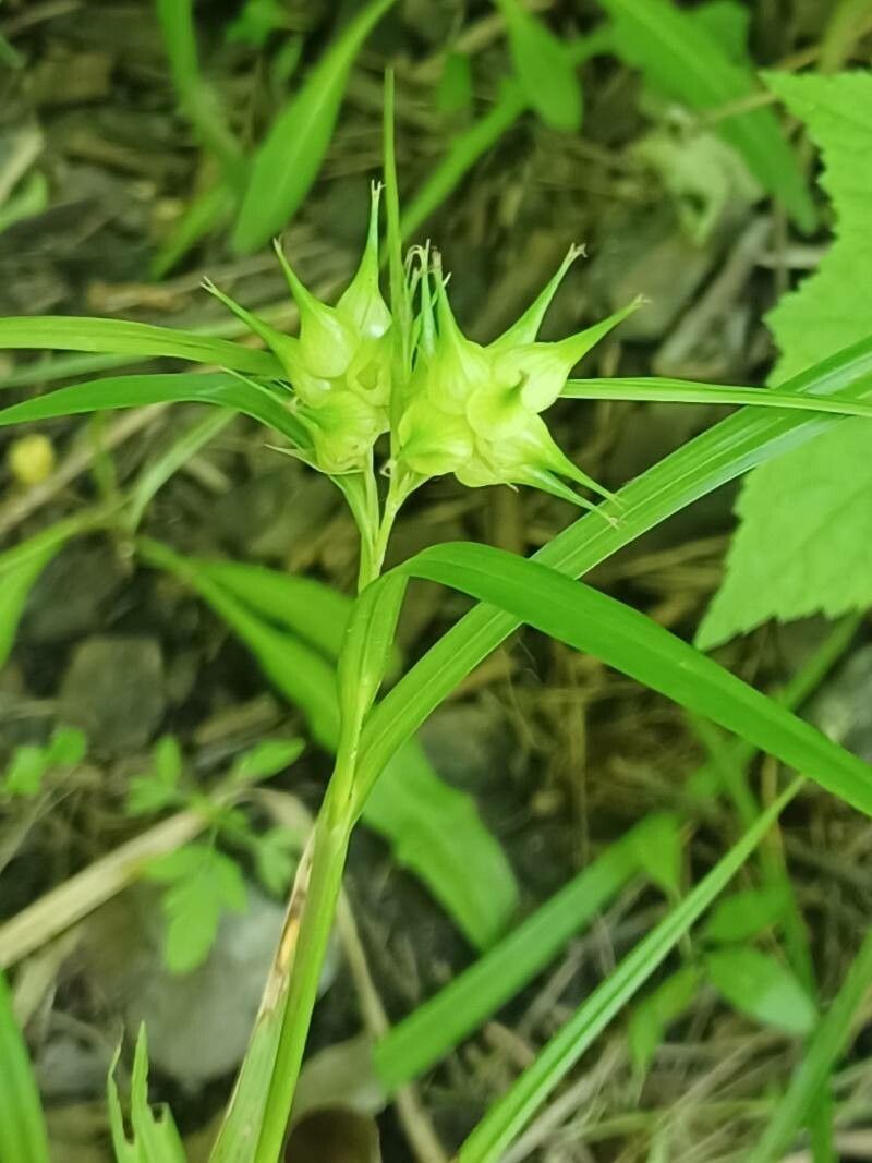 Carex intumescens fruit