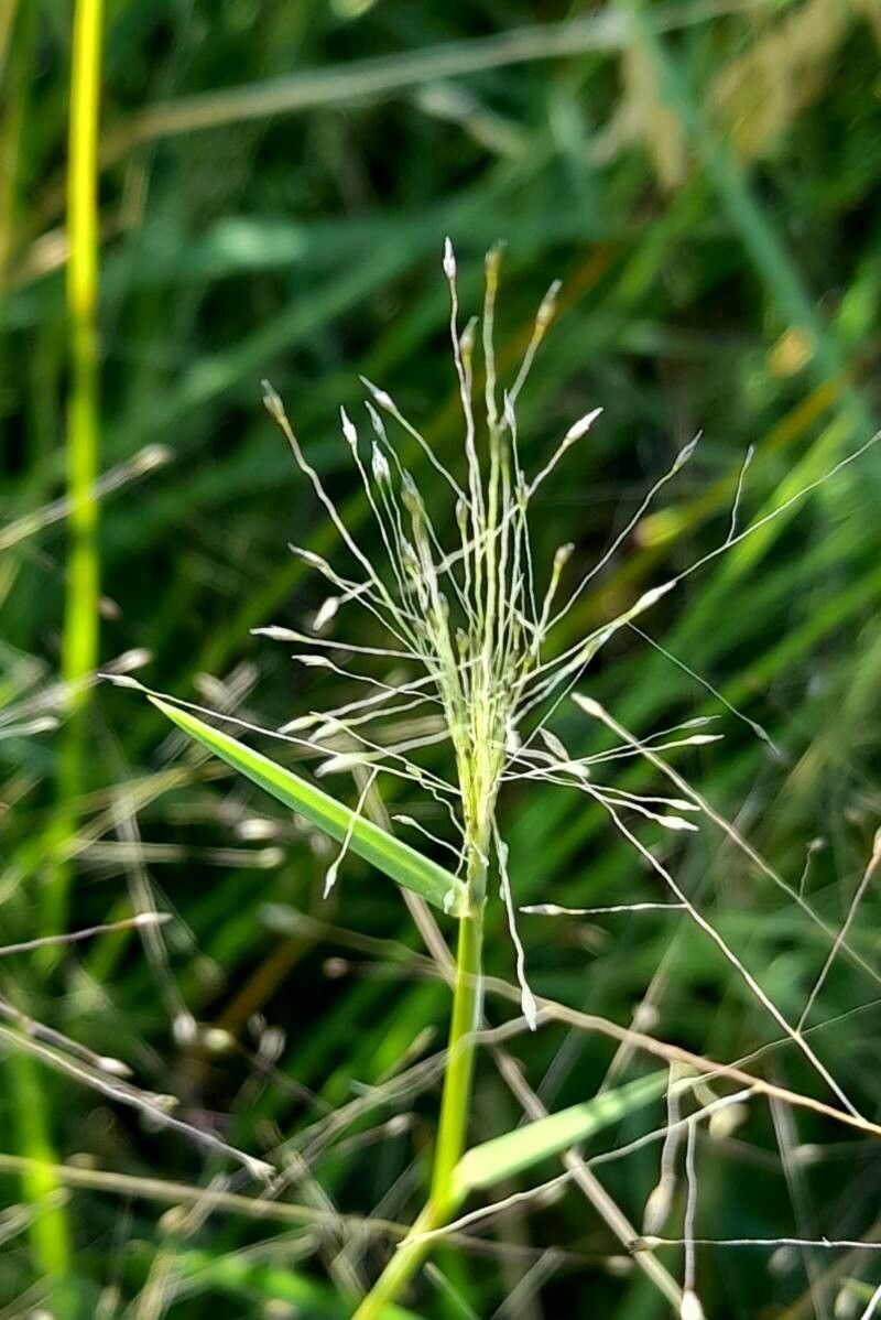 Muhlenbergia asperifolia — related species from the same genus