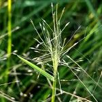 Muhlenbergia asperifolia