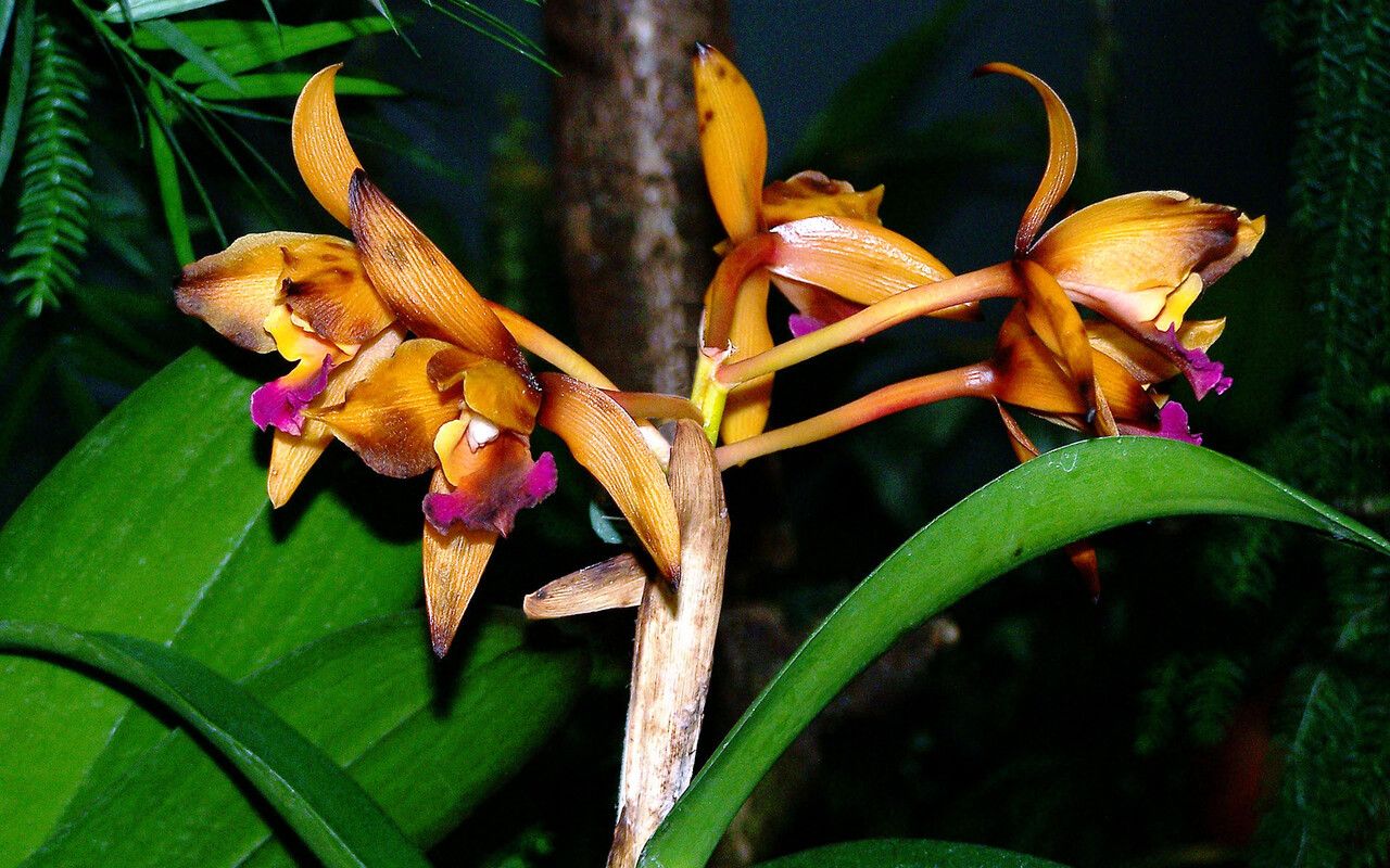 Mapinguari desvauxianus — search result for 'Suriname'