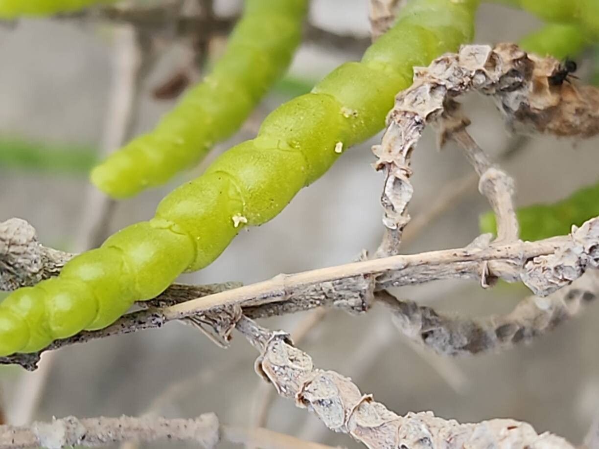 Salicornia persica flower