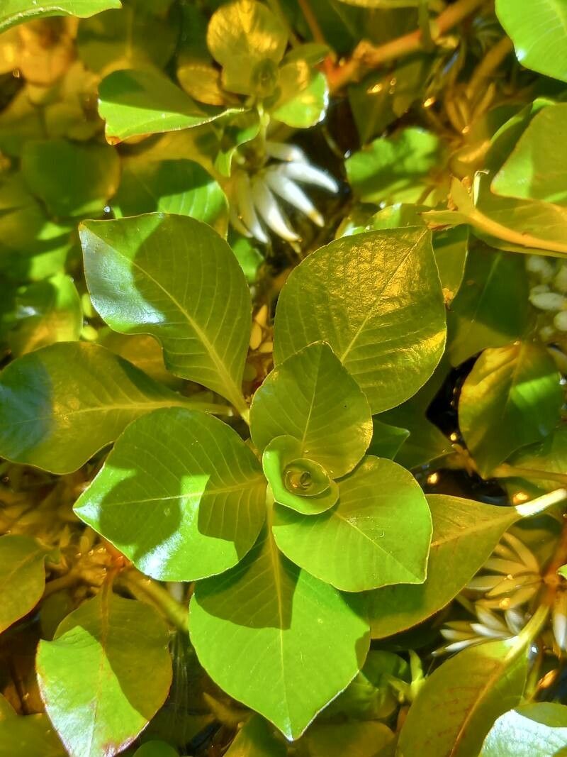 Ludwigia helminthorrhiza — search result for 'Ludwigia'