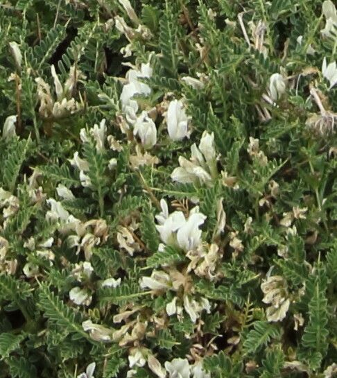 Astragalus genargenteus — houseplant care guide