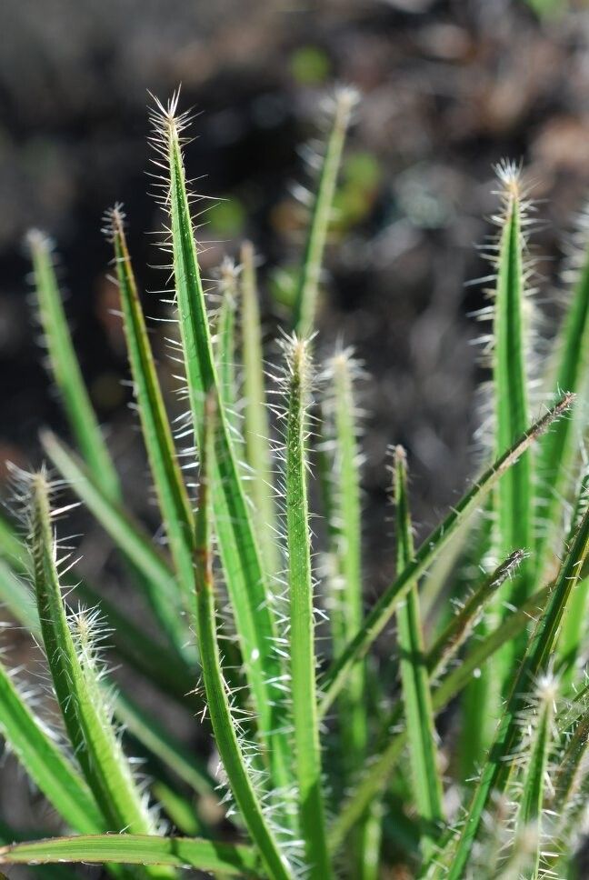 Xerophyta pectinata — houseplant care guide