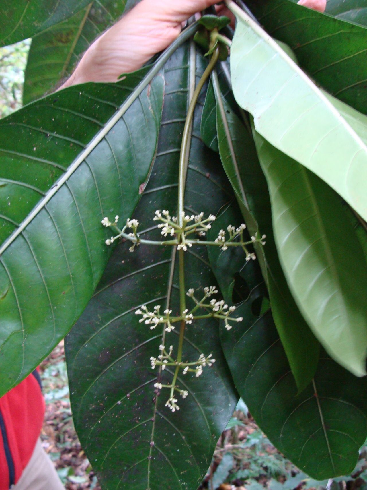 Psychotria calothyrsa — houseplant care guide