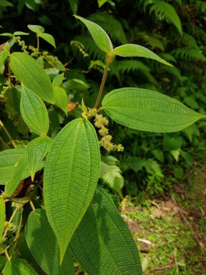 Miconia dependens leaf