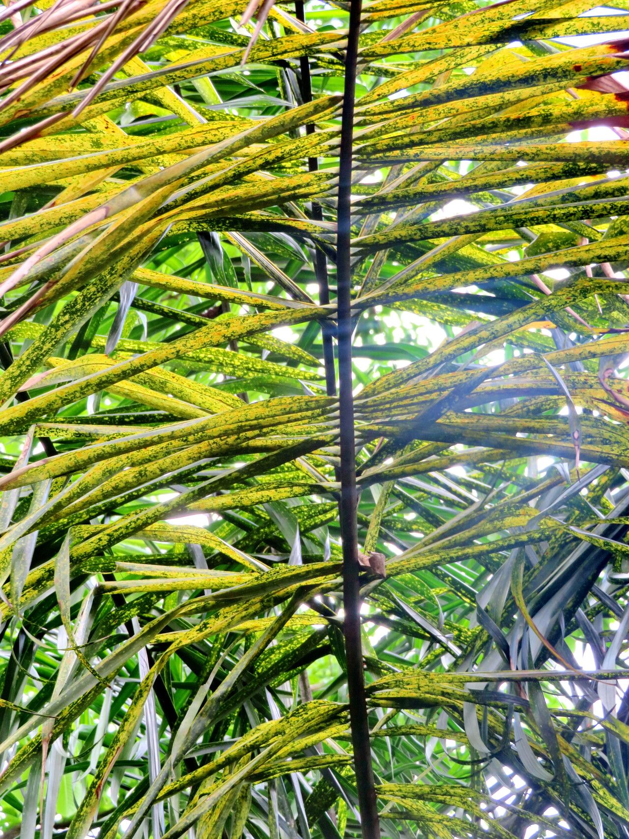 Syagrus cocoides — houseplant care guide