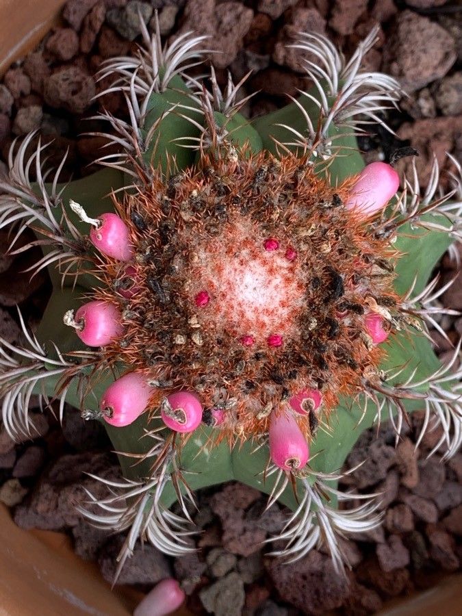 Melocactus intortus fruit