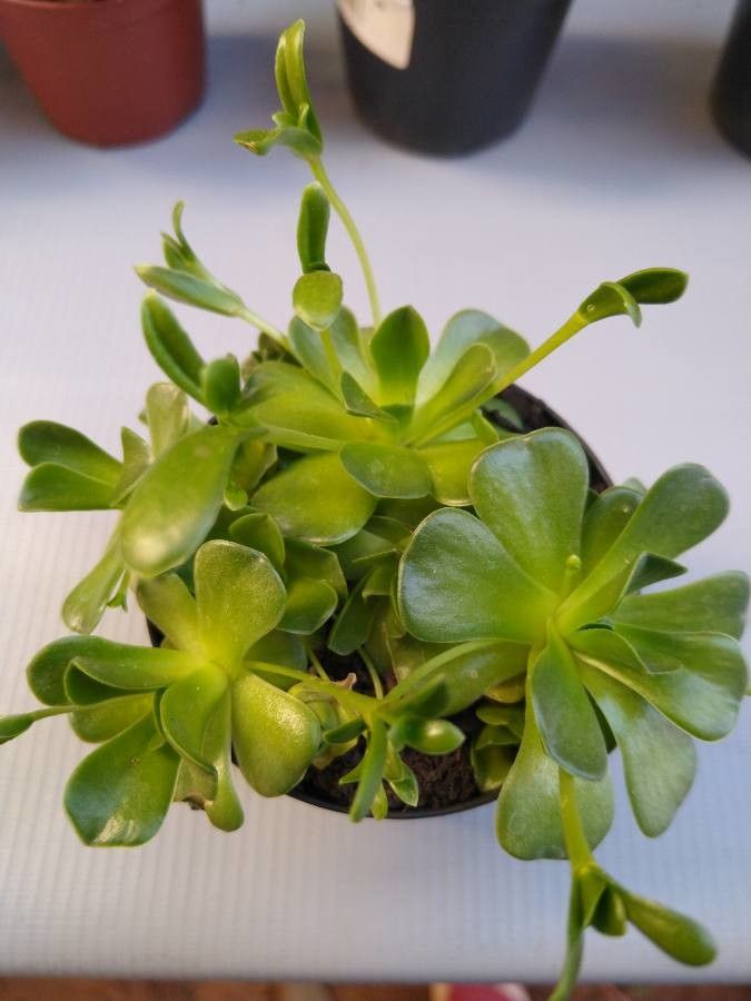 Aeonium spp. — search result for 'Aeonium'