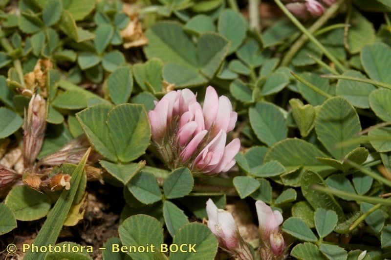 Trifolium humile — houseplant care guide