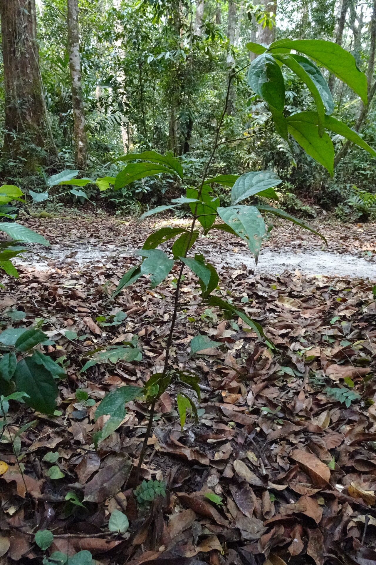 Newtonia duparquetiana habit