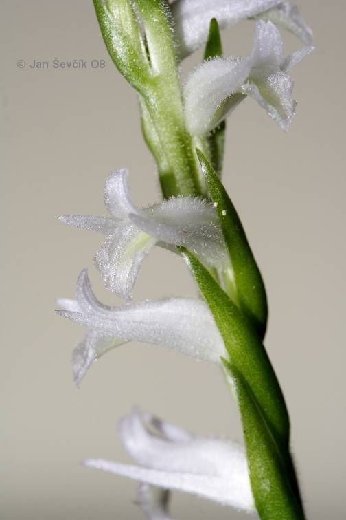 Spiranthes odorata — search result for 'Impatiens'