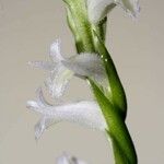 Spiranthes odorata