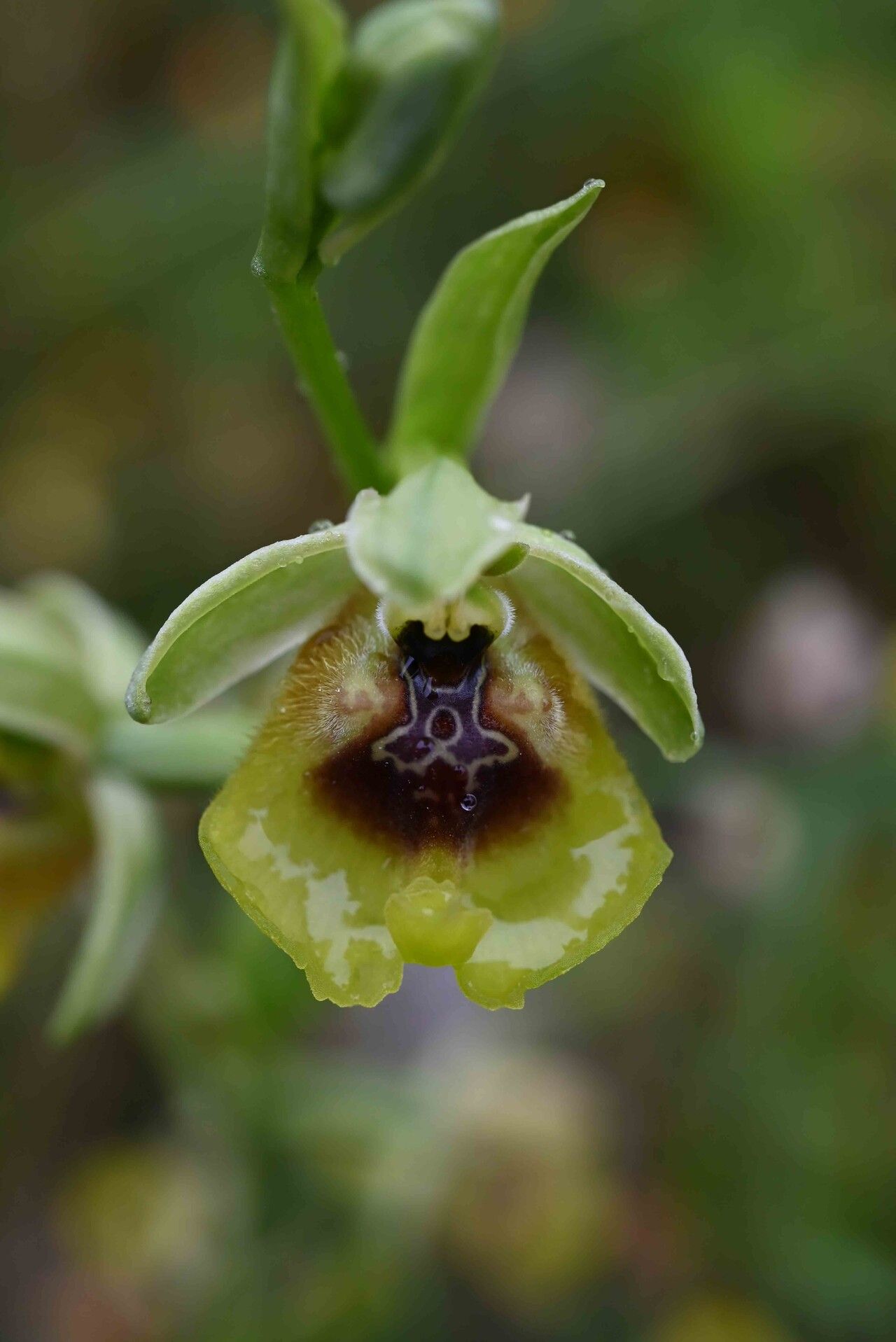 Ophrys lacaitae — search result for 'Ophrys'
