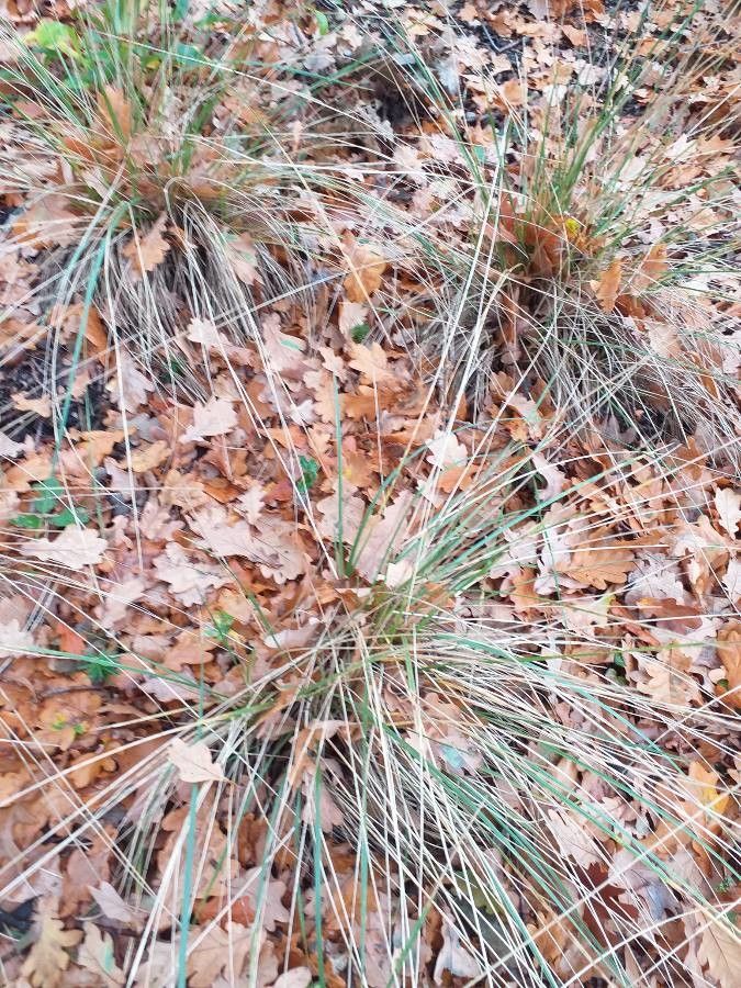 Schedonorus mairei habit