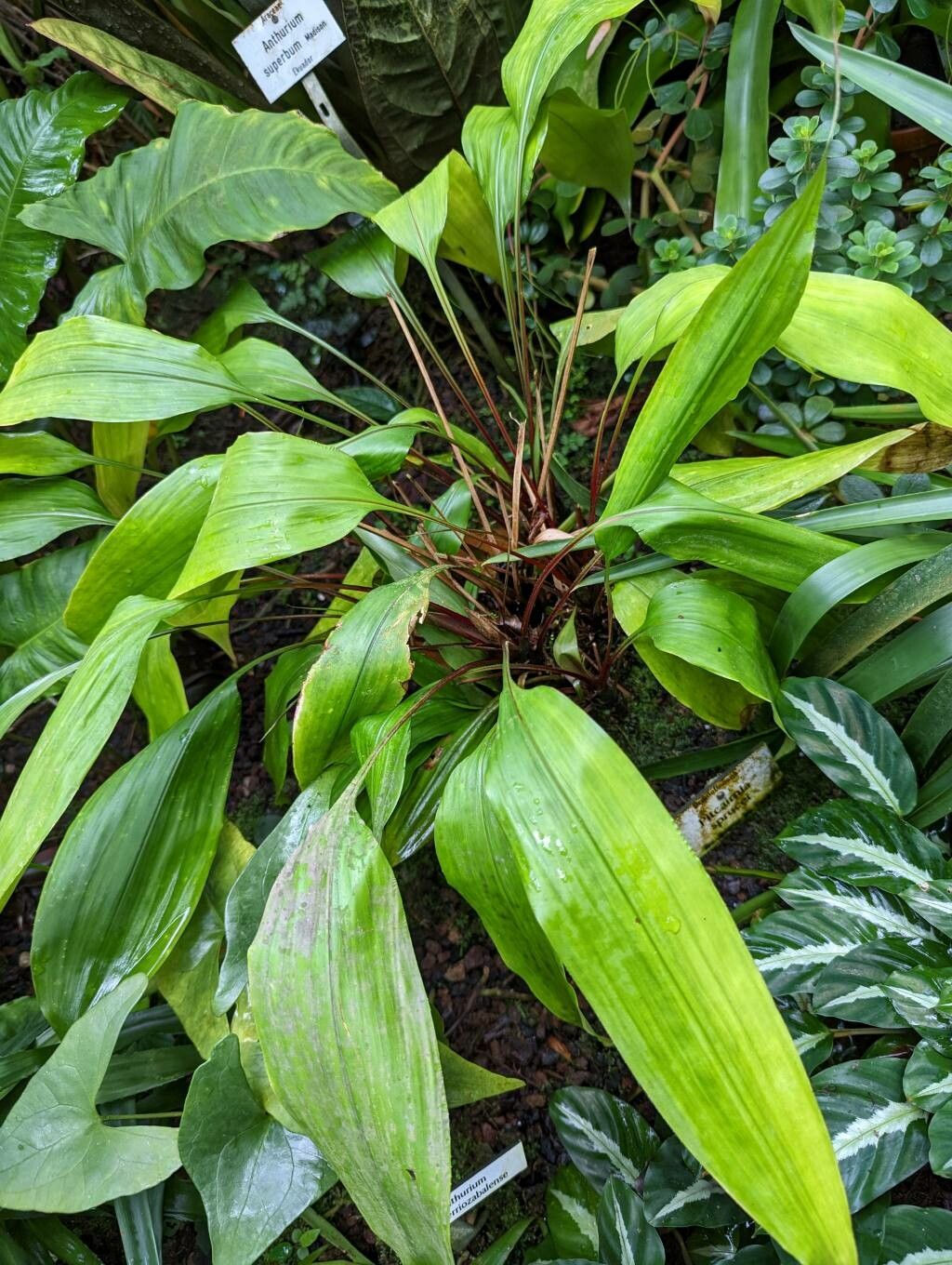 Pitcairnia sprucei leaf