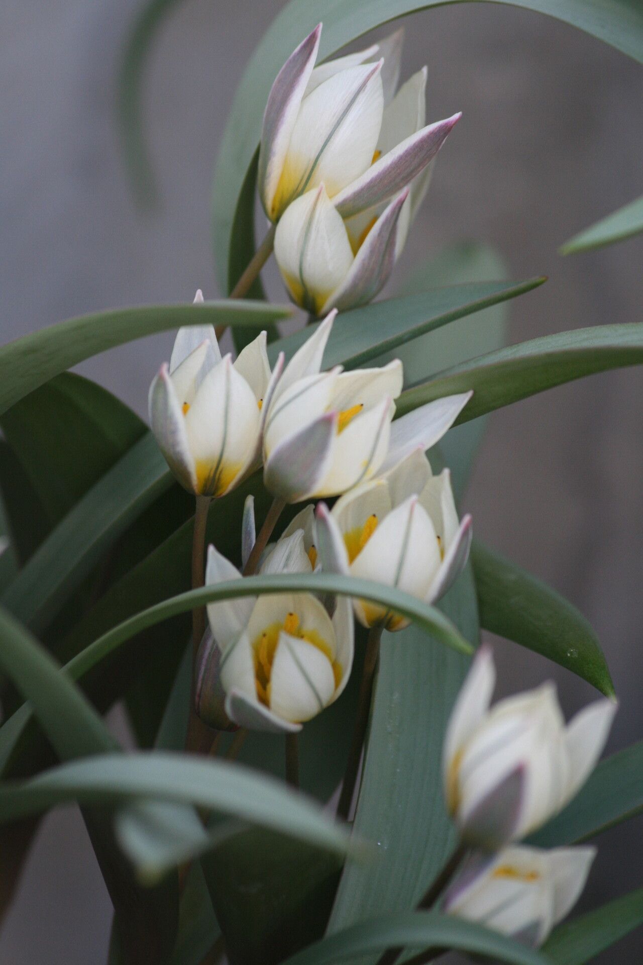 Tulipa orithyioides — search result for 'Tulipa'