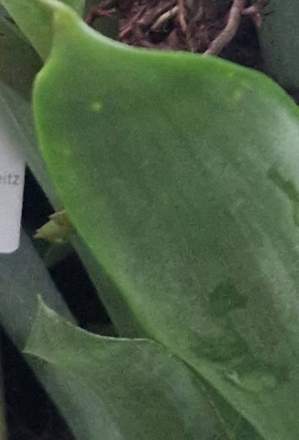 Aechmea pimenti-velosoi — search result for 'Aechmea'