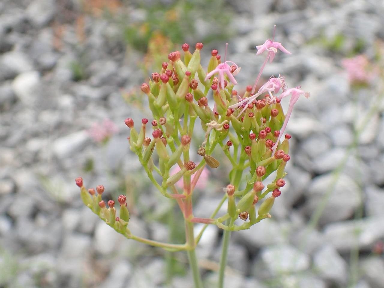 Centranthus angustifolius fruit