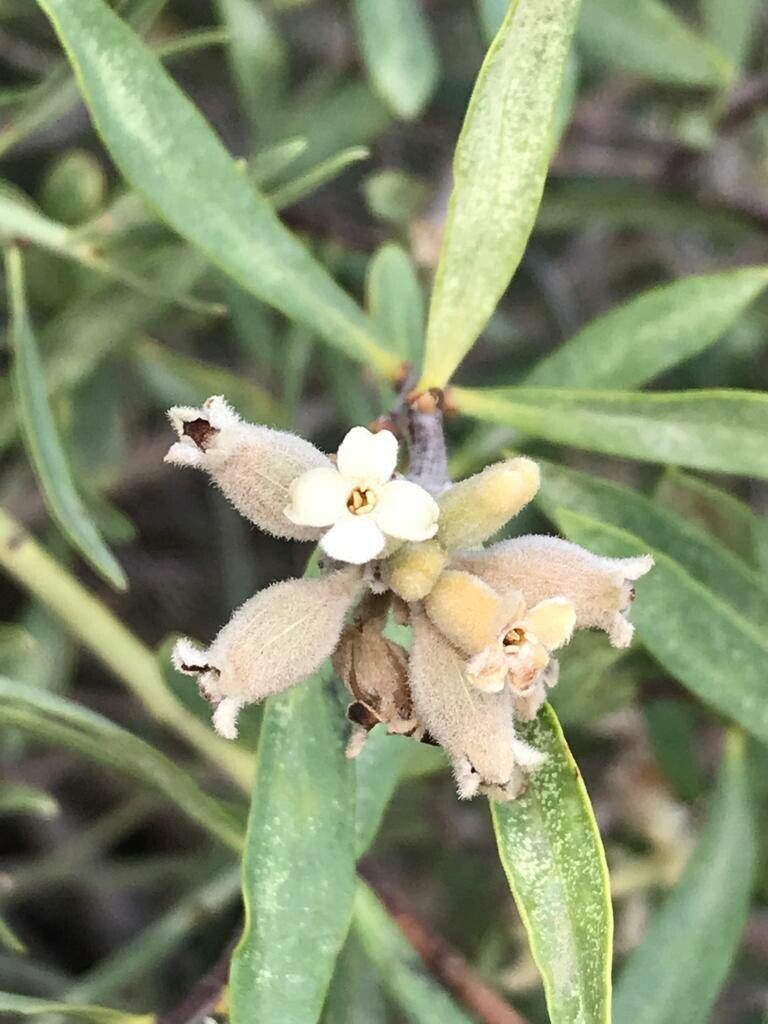 Daphne mucronata flower