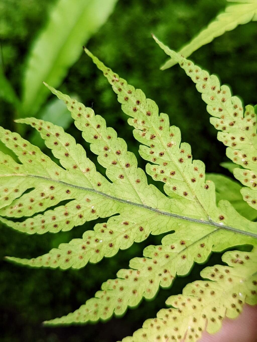 Tectaria cicutaria fruit