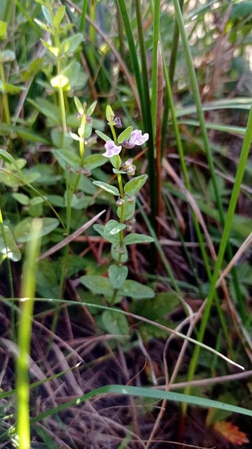 Scutellaria minor flower