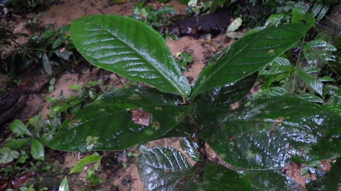 Ardisia hallei other