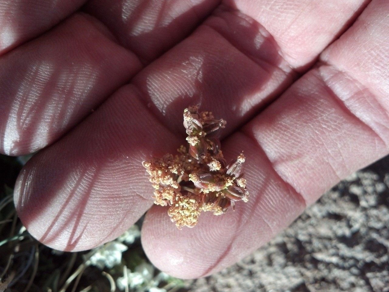 Cymopterus alpinus fruit