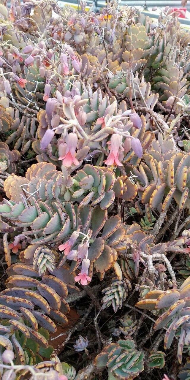 Kalanchoe fedtschenkoi flower