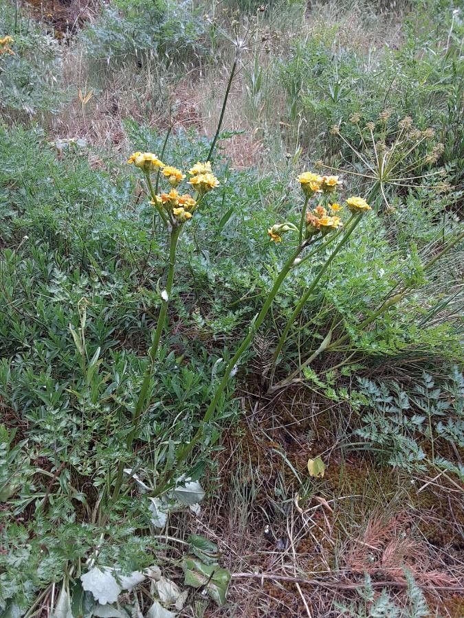 Senecio integerrimus leaf