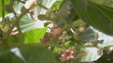 Cola cordifolia flower