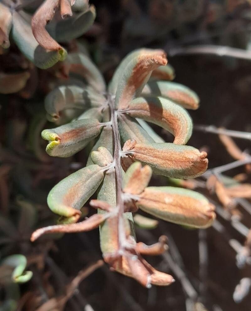 Hemionitis ternifolia leaf
