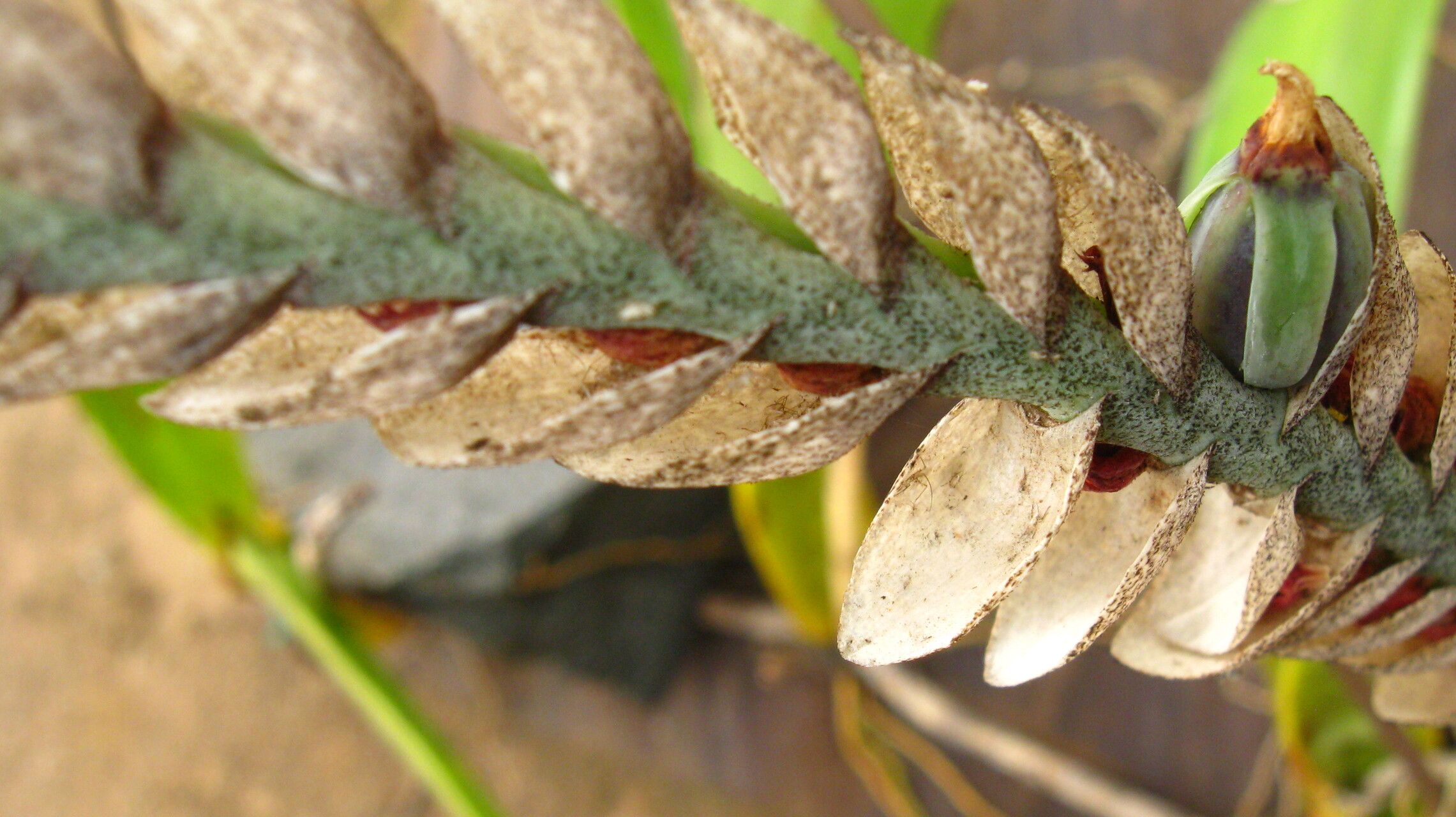 Bulbophyllum lupulinum fruit
