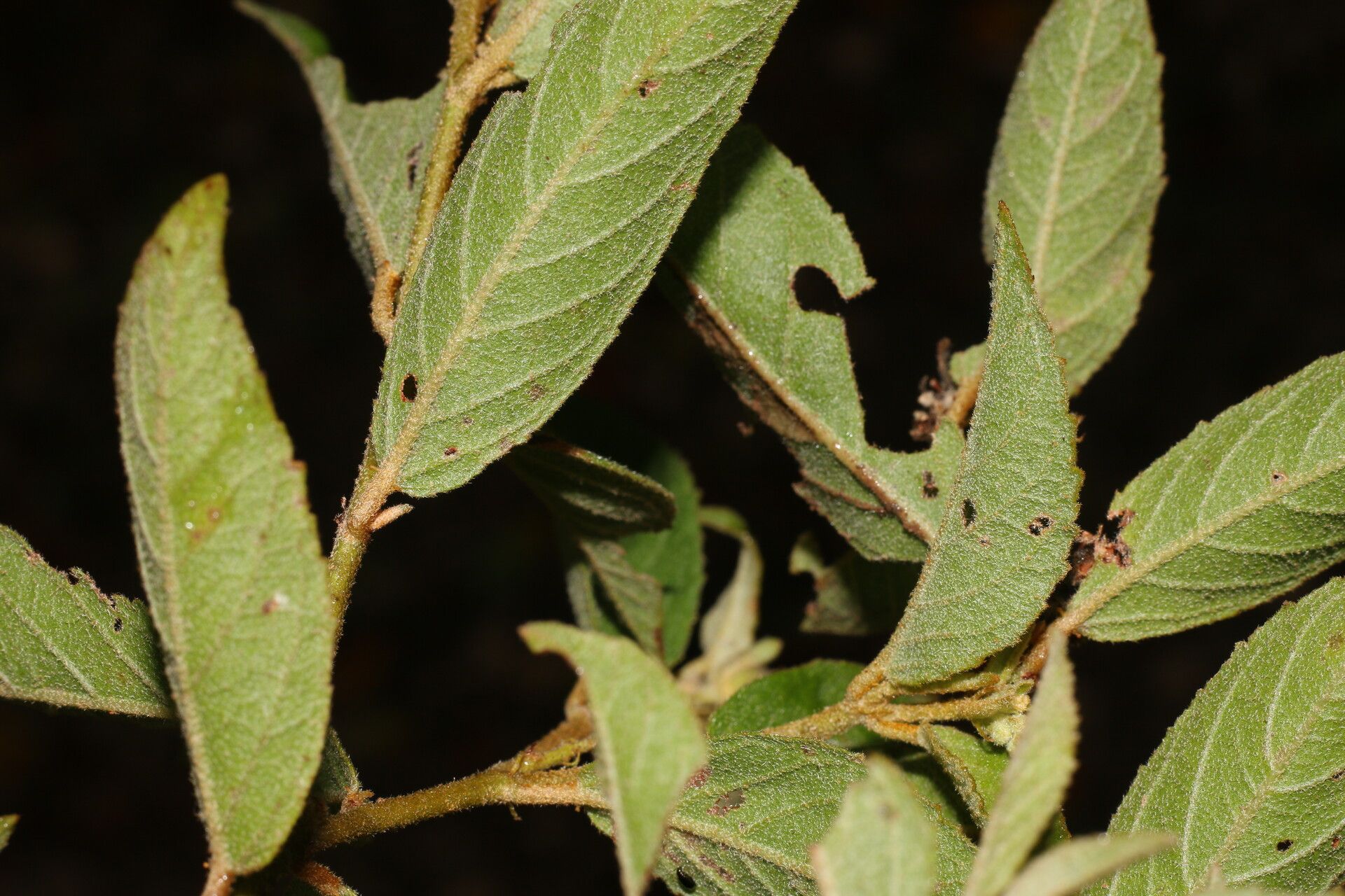 Croton jutiapensis — houseplant care guide