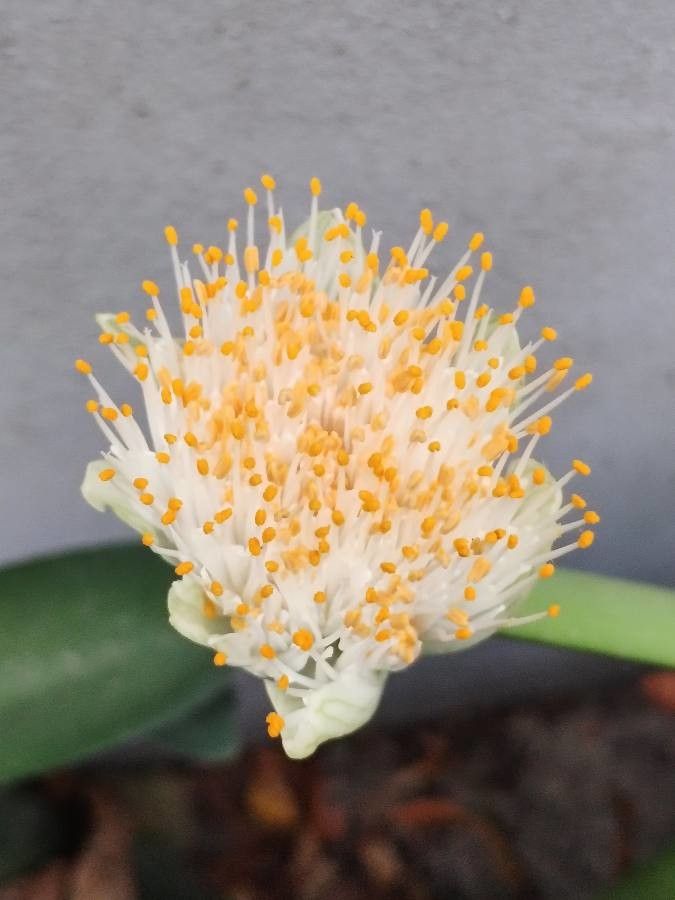 Haemanthus deformis flower