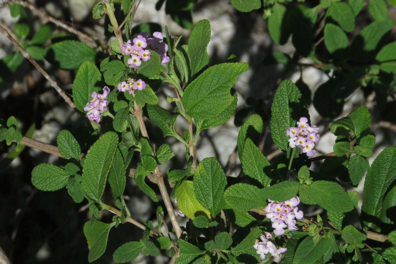 Lantana involucrata flower