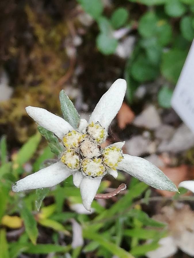 Leontopodium haplophylloides — related species from the same genus