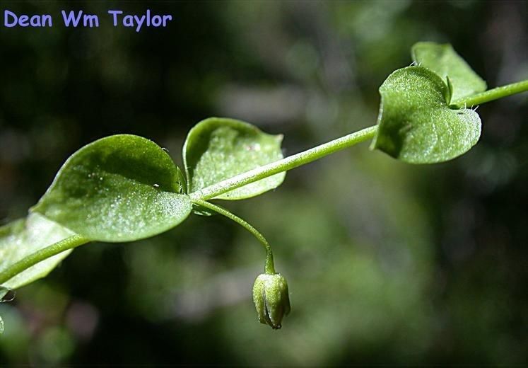 Stellaria obtusa — search result for 'Stellaria'
