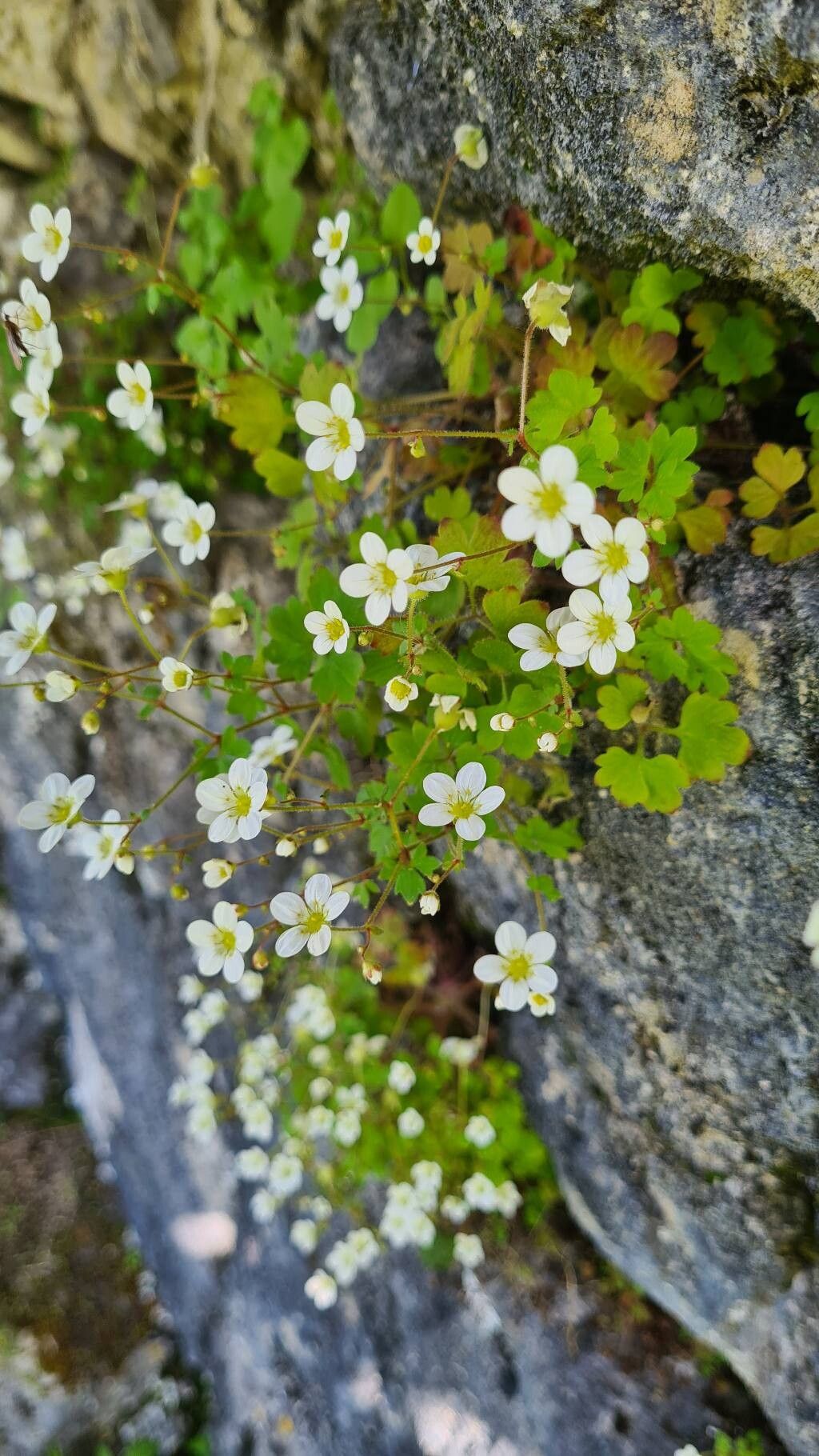 Saxifraga bourgaeana — houseplant care guide