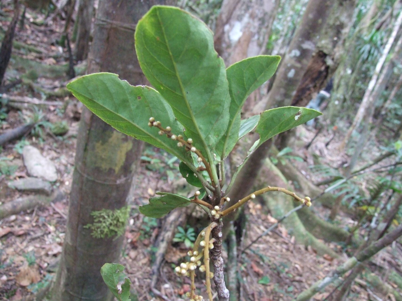 Symplocos arborea leaf
