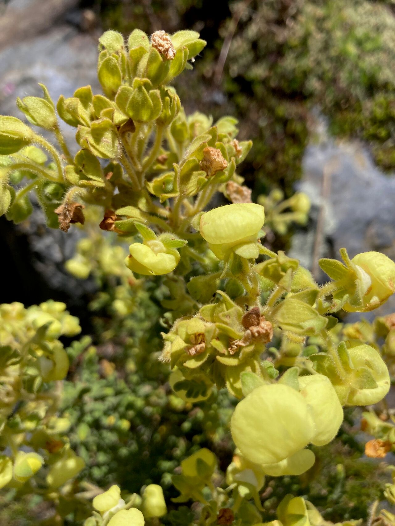 Calceolaria incarum flower