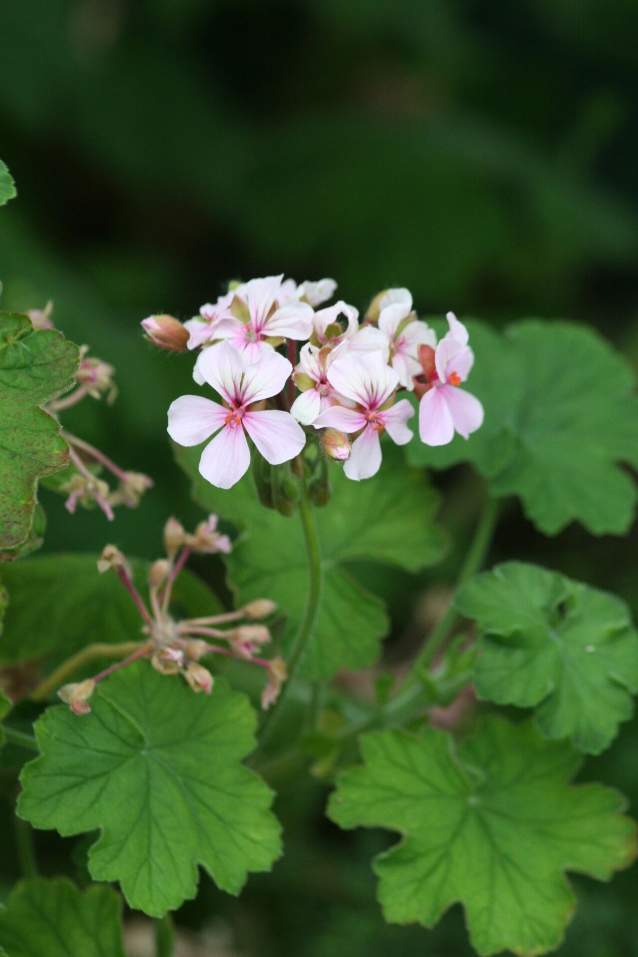 Pelargonium acraeum flower