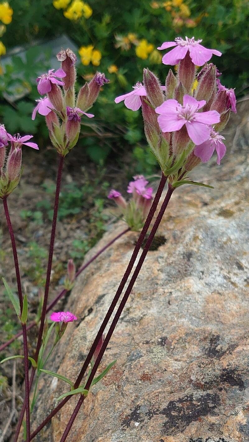 Saponaria caespitosa habit