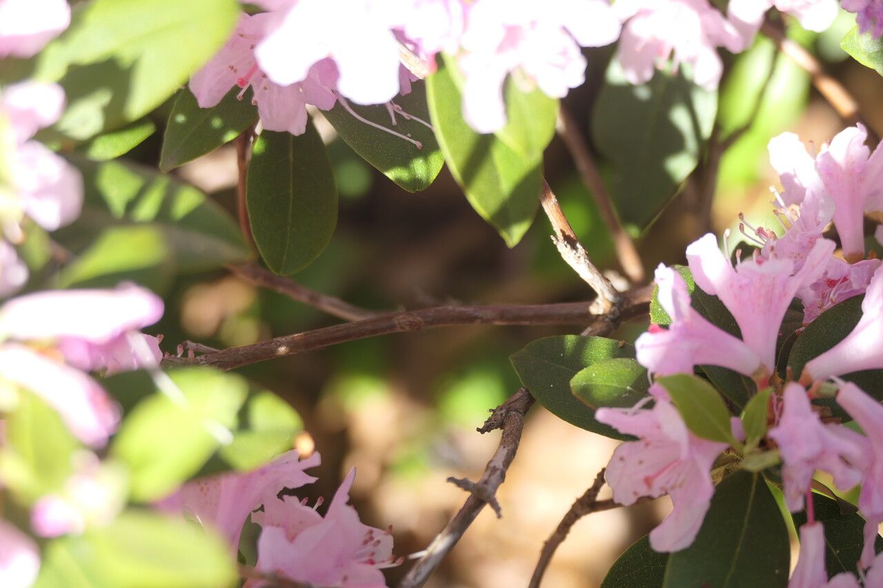 Rhododendron chapmanii bark