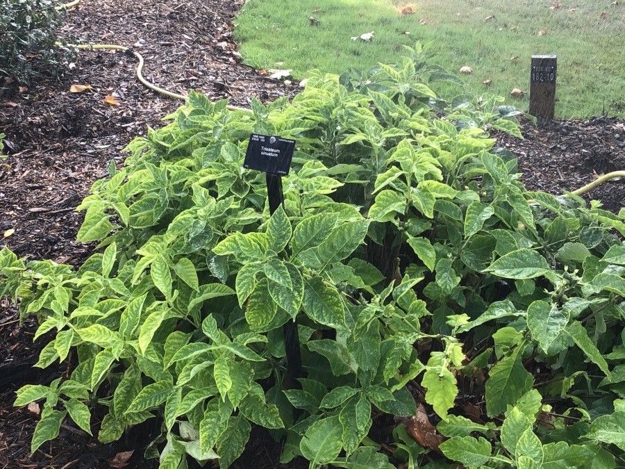 Triosteum sinuatum — houseplant care guide