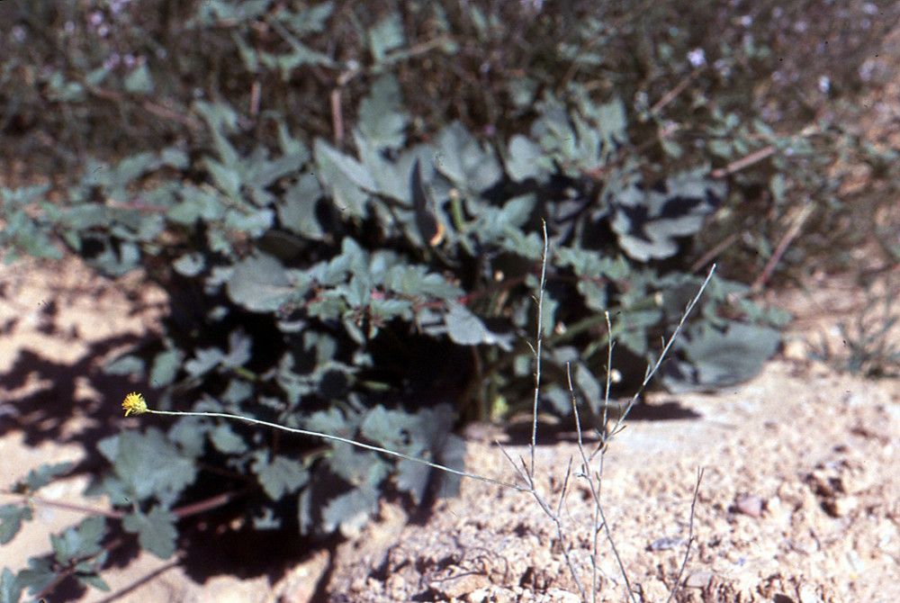 Rhanterium suaveolens habit
