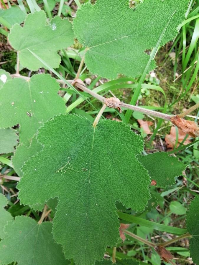 Rubus formosensis — houseplant care guide